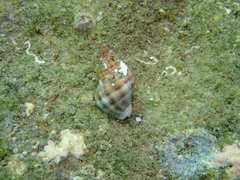 Agnewia tritoniformis
