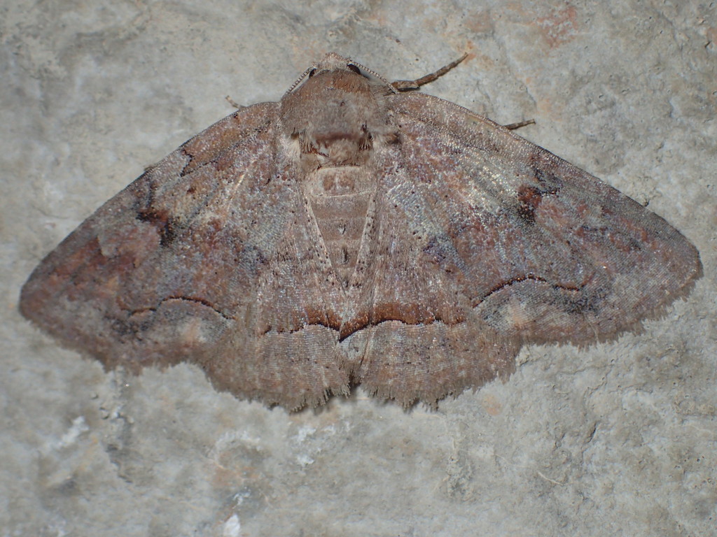 Gray Spring Zale Moth