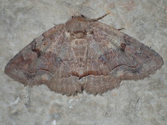 Zale submediana