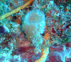 Callyspongia plicifera