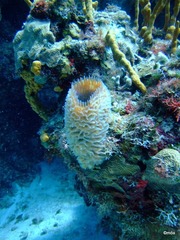 Callyspongia plicifera