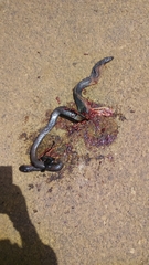 Dolichophis jugularis