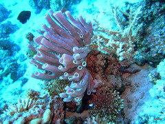 Callyspongia siphonella