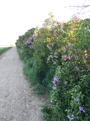 Syringa