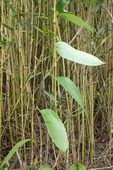 Smilax glabra