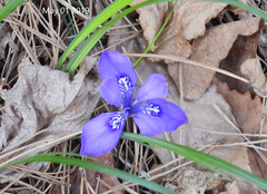 Iris rossii