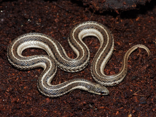 Lined Snake