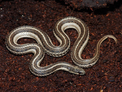 Lined Snake photo 1