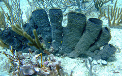 Callyspongia aculeata