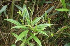 Ardisia lindleyana