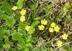 Potentilla fragarioides