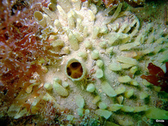 Polymastia penicillus