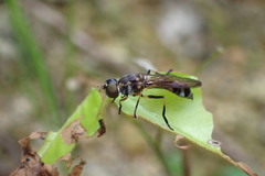 Spheginobaccha