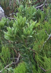 Morella kraussiana