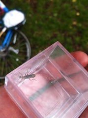 Cantharis decipiens
