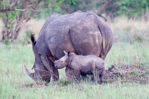 White Rhinoceros