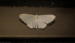 Idaea eretmopus