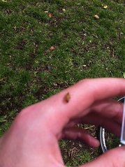 Cantharis decipiens