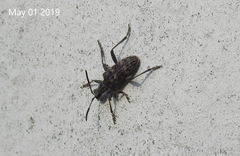 Rhagium inquisitor rugipenne