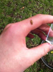 Cantharis decipiens