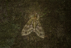Tympanota perophora