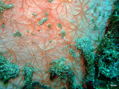 Clathria