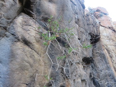 Pentatrichia integra