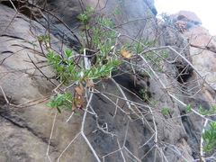 Pentatrichia integra