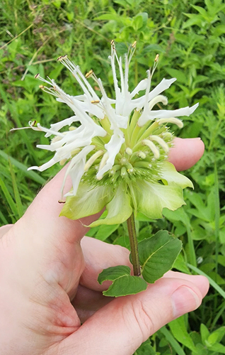 Monarda lindheimeri, photograph 4