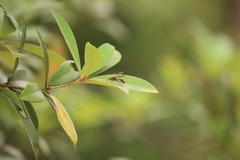 Ropalidia hongkongensis