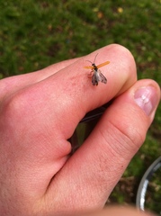 Cantharis decipiens