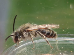 Andrena barbilabris