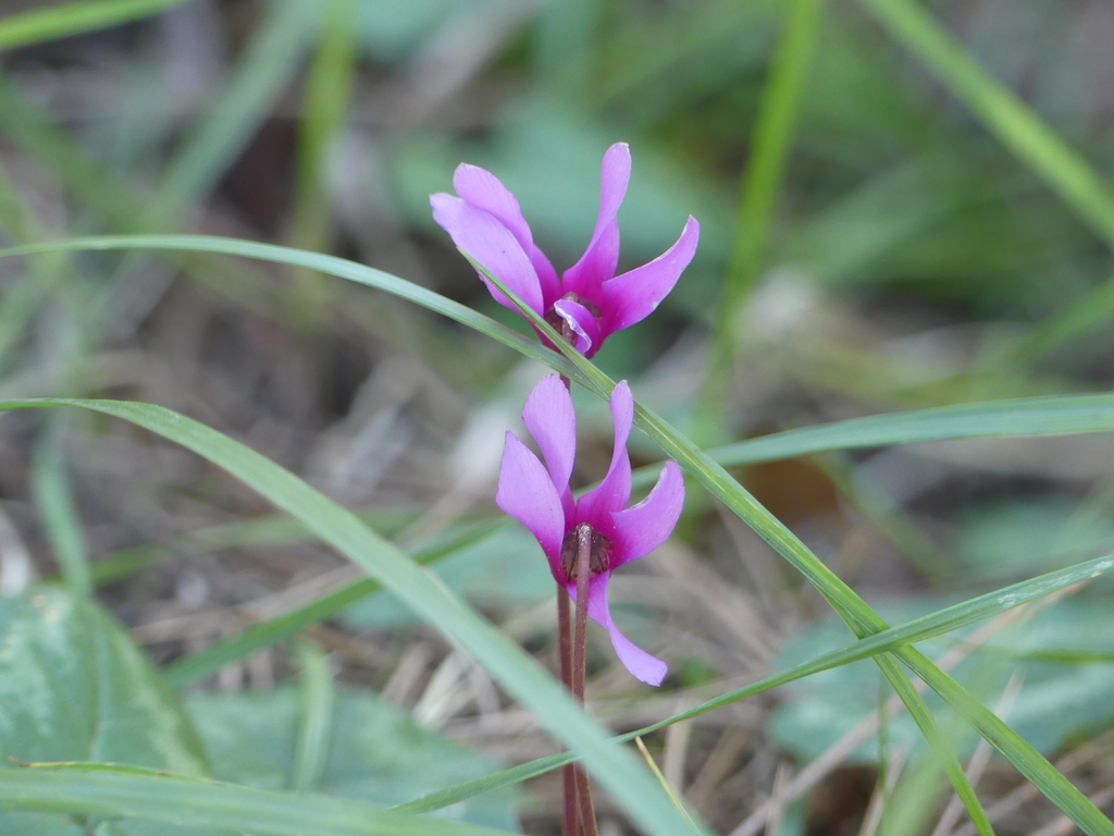Spring Sowbread from Col de Sorba, 20219 Muracciole, France on April 26 ...