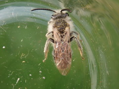 Andrena barbilabris