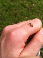 Cantharis decipiens