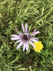 Tragopogon eriospermus