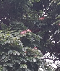 Samanea saman