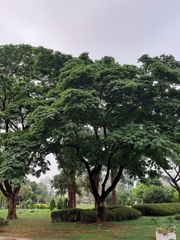Samanea saman