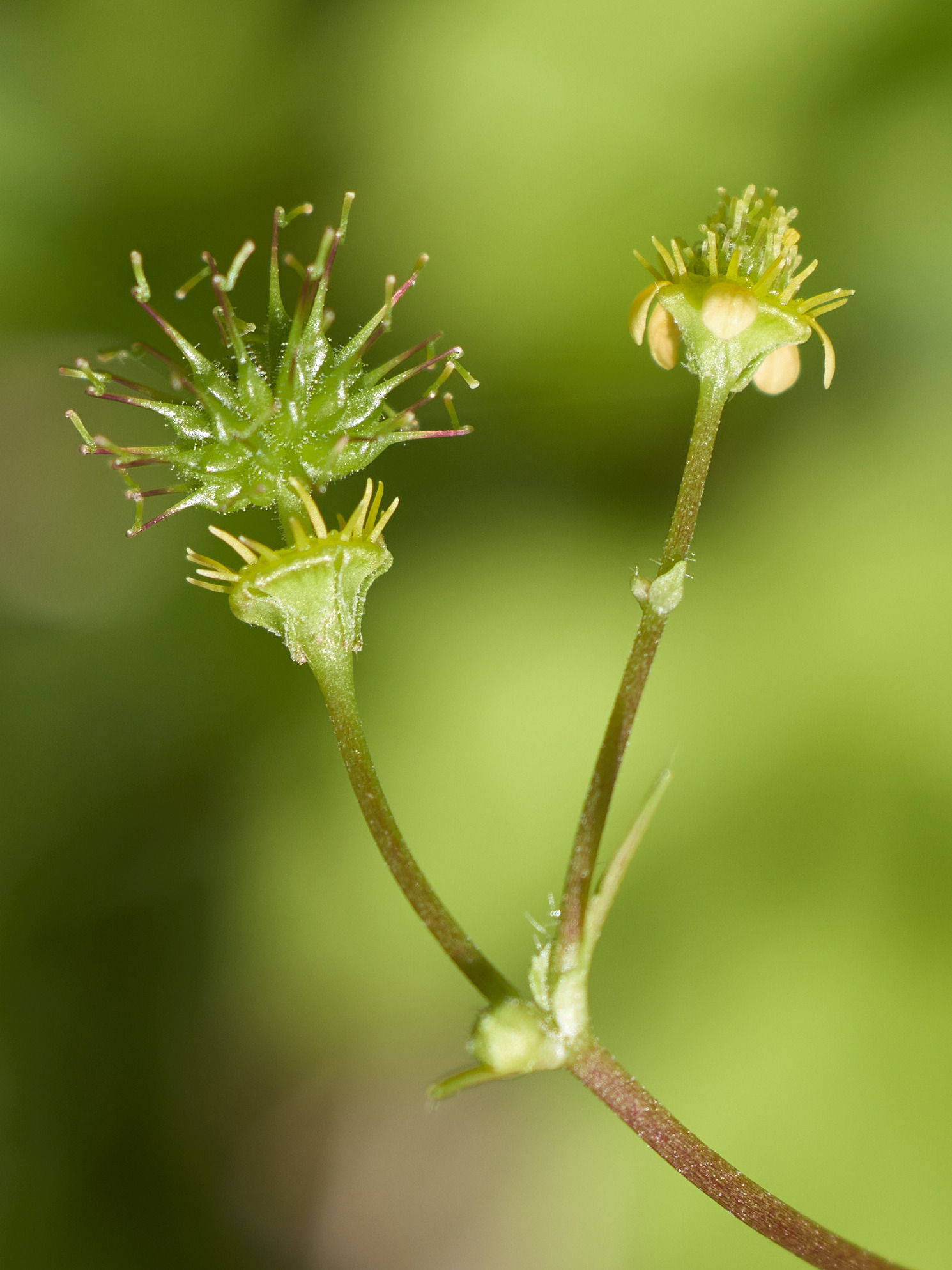 Geum vernum