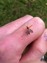 Cantharis decipiens