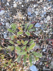Acaena poeppigiana, photograph (c) María Regina Silva, some rights reserved (CC BY)