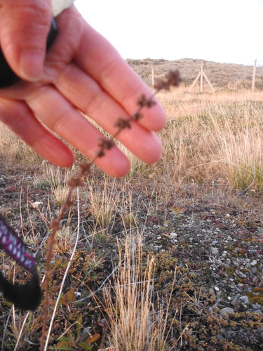 Acaena poeppigiana, photograph 3