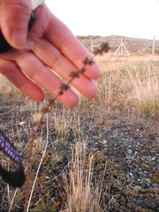 Acaena poeppigiana, photograph (c) María Regina Silva, some rights reserved (CC BY)
