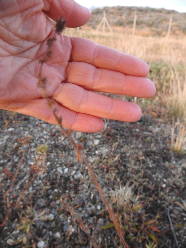 Acaena poeppigiana