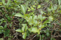 Dendrotrophe varians