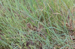 Allium schoenoprasum