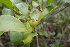 Dendrotrophe varians