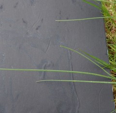 Allium schoenoprasum