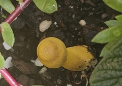 Leucocoprinus birnbaumii image