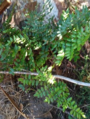 Pellaea pteroides